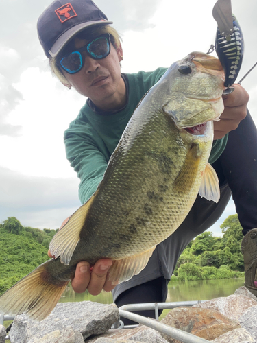 ブラックバスの釣果