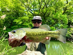 ブラックバスの釣果