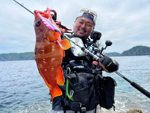 アカハタの釣果