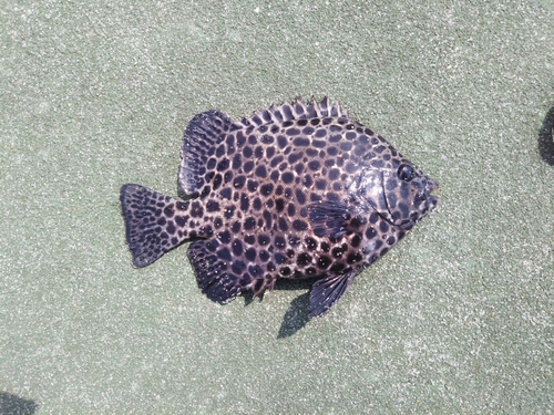 イシガキダイの釣果