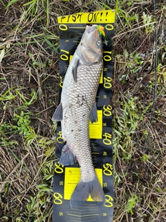 ニゴイの釣果