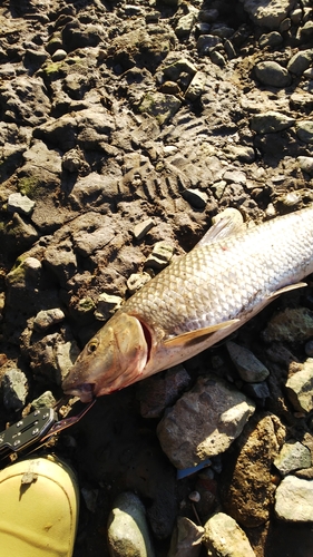 ニゴイの釣果