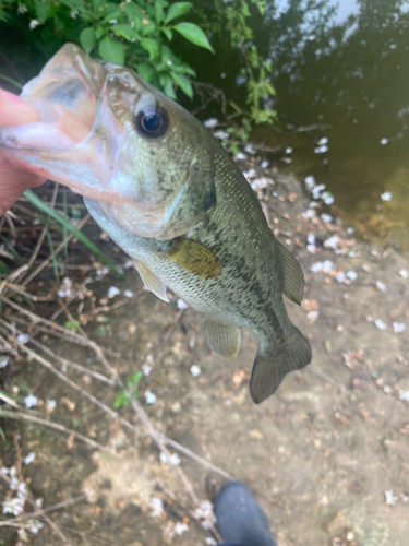 ラージマウスバスの釣果