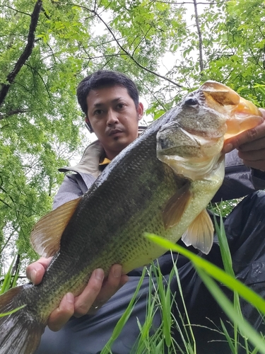 ブラックバスの釣果