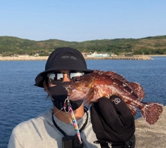 カサゴの釣果