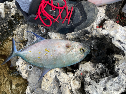 ナンヨウカイワリの釣果