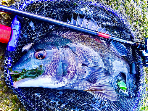 チヌの釣果