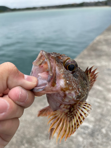 アラカブの釣果