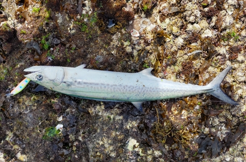 サゴシの釣果