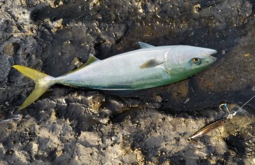 ハマチの釣果