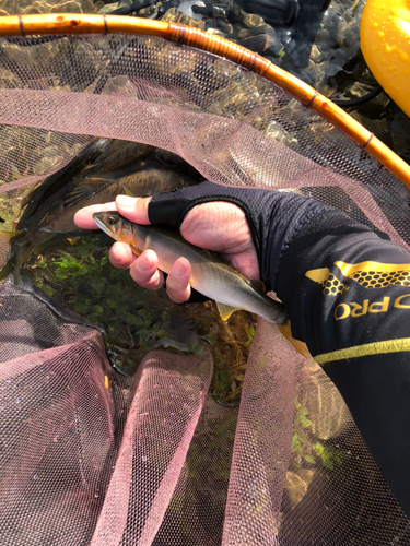 アユの釣果