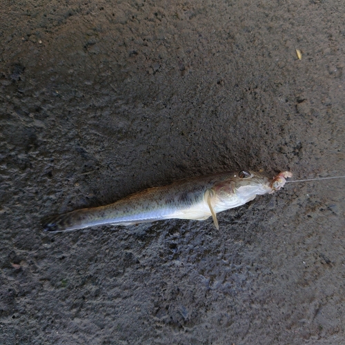 マハゼの釣果