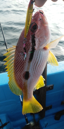 ヨコスジフエダイの釣果