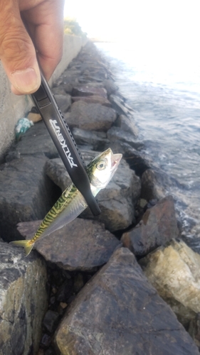 サバの釣果