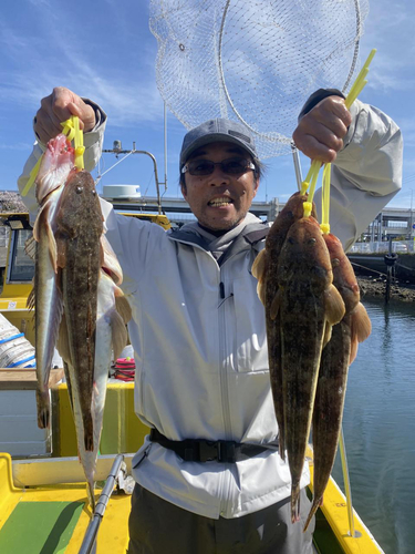 マゴチの釣果