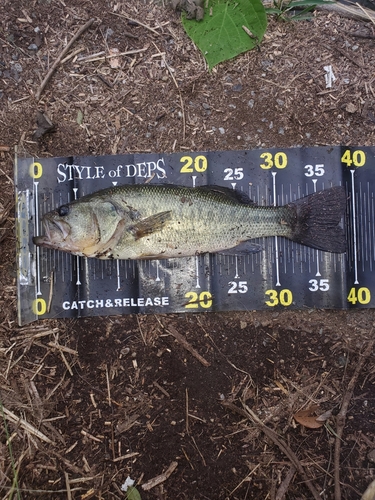 ブラックバスの釣果