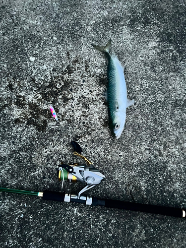 サバの釣果