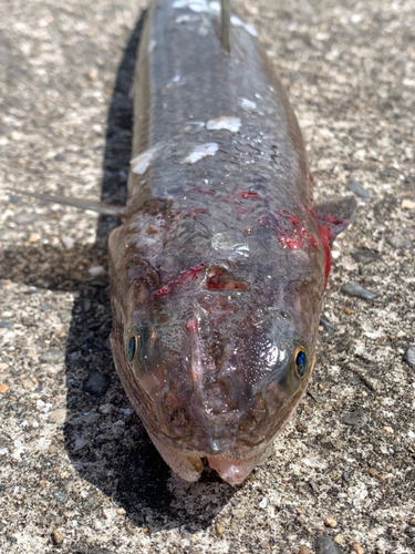 エソの釣果