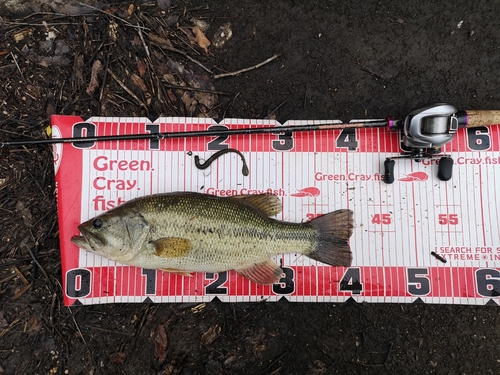 ブラックバスの釣果