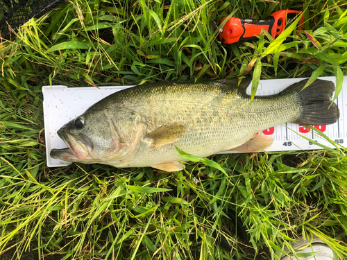 ブラックバスの釣果