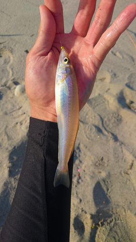 シロギスの釣果