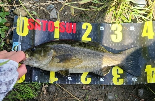 スモールマウスバスの釣果