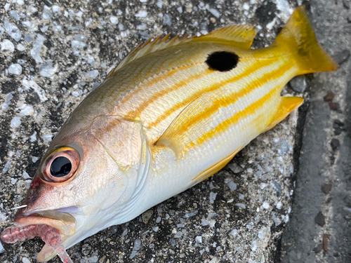 ニセクロホシフエダイの釣果