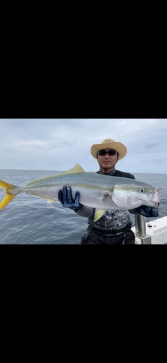 ブリの釣果