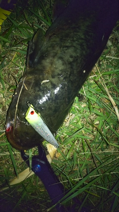 ナマズの釣果