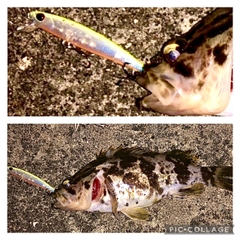 クロソイの釣果