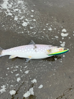 アメマスの釣果