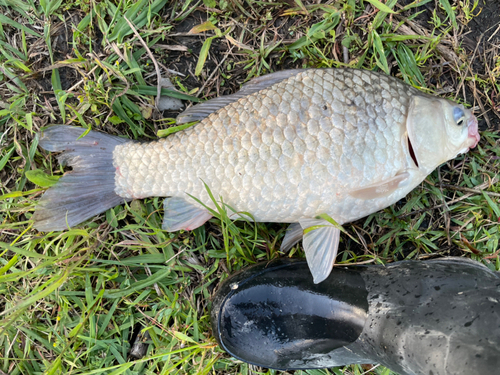 ヘラブナの釣果