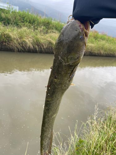 ナマズの釣果