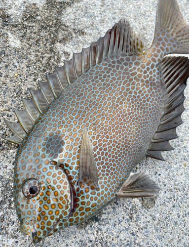 アイゴの釣果