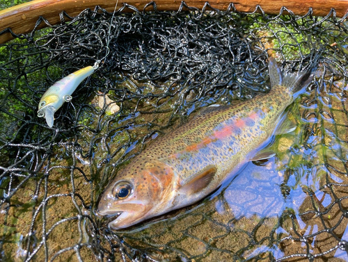 ニジマスの釣果