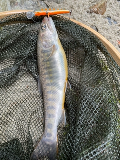 イワナの釣果