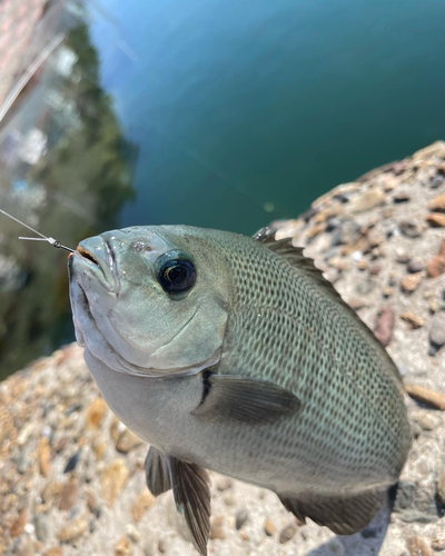 メジナの釣果