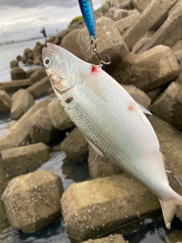 コノシロの釣果