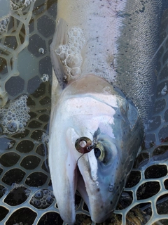 ニジマスの釣果