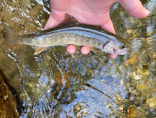 イワナの釣果