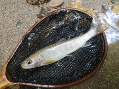 イワナの釣果