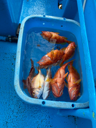 ウッカリカサゴの釣果