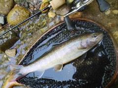 イワナの釣果