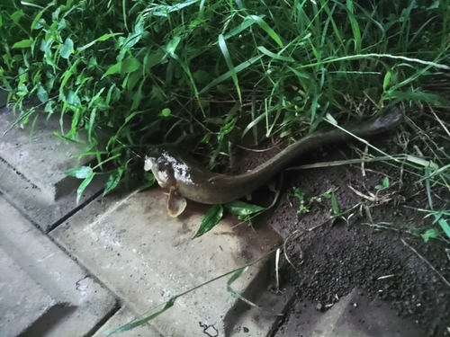 ナマズの釣果