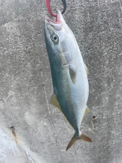 ハマチの釣果