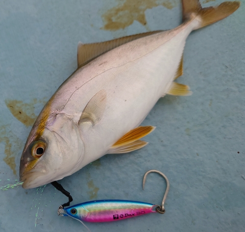 ショゴの釣果