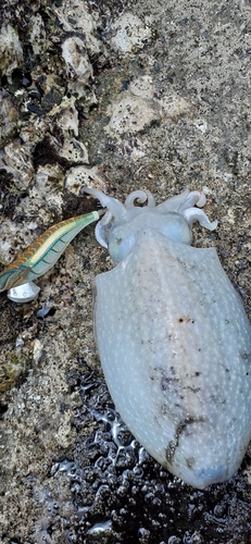 シリヤケイカの釣果