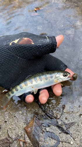 ヤマメの釣果