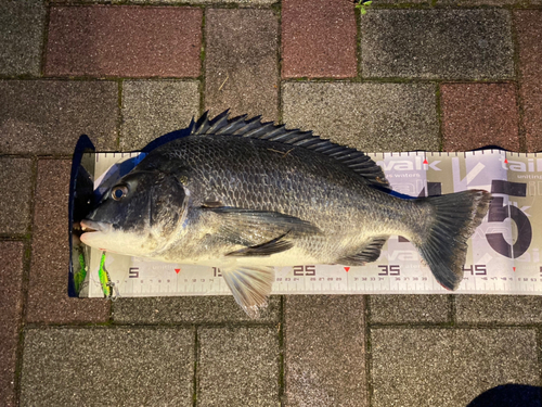 チヌの釣果