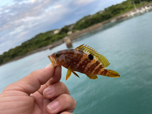 キジハタの釣果